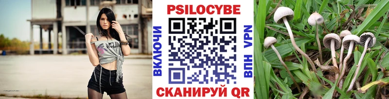 Псилоцибиновые грибы Cubensis Купить закладки Судогда